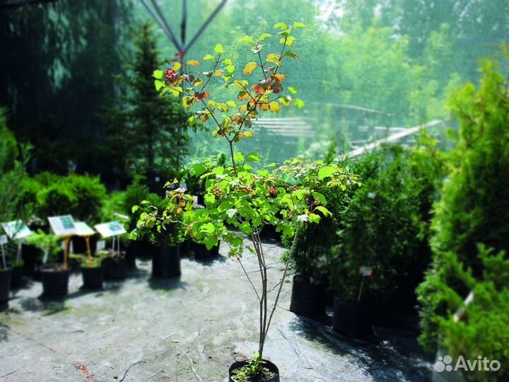 Калина обыкновенная 100-150 см, с5