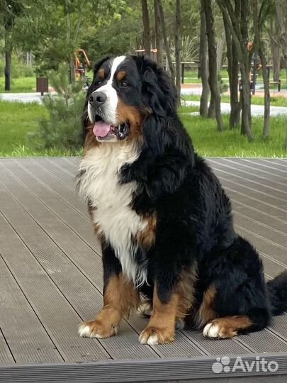 Бернский зенненхунд вязка