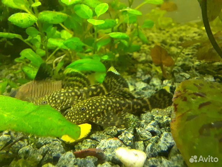 Аквариумные креветки