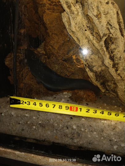 Мешкожаберный сом