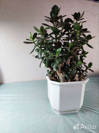 Розебудная Герань, Толстянка