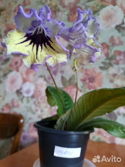 Стрептокарпусы детки