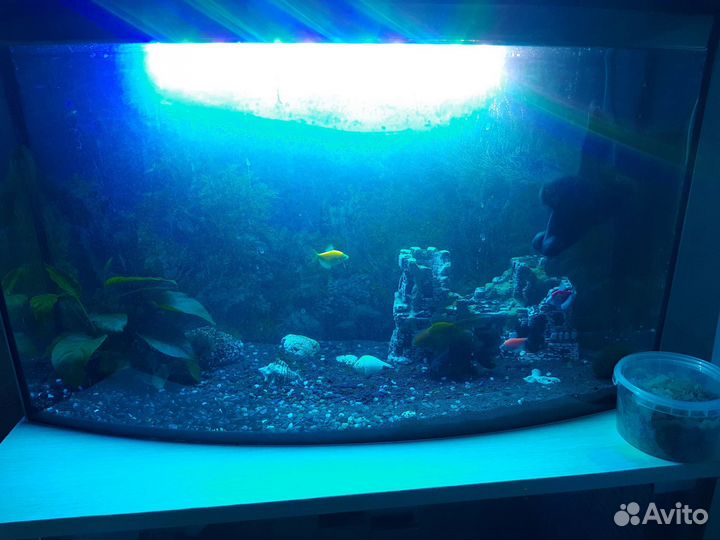 Аквариум телевизор 55л