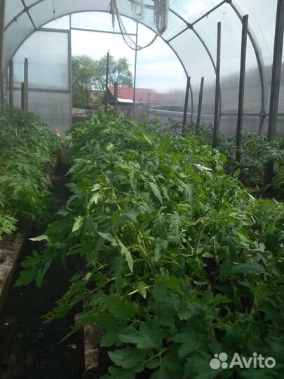 Рассада помидоров томатов