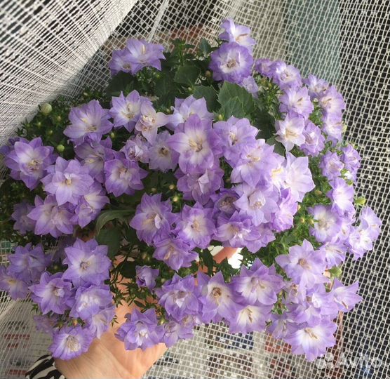 Кампанула Дублин Биколор