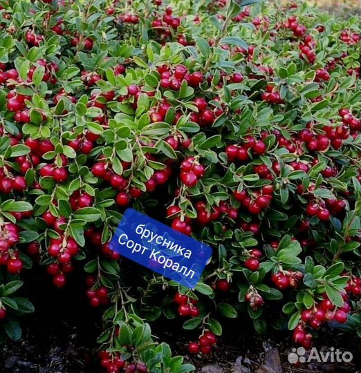 Брусника, Клюква