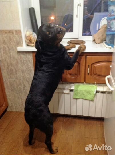 Лорд ищет невесту
