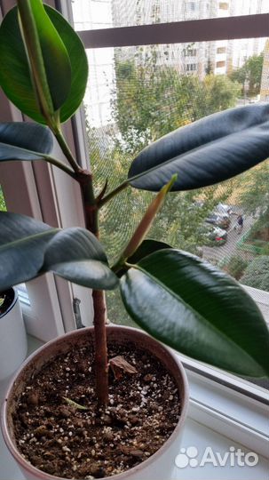 Фикус каучуконосный