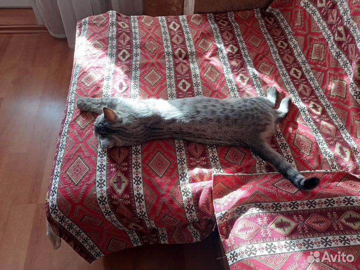 Потерялась кошка