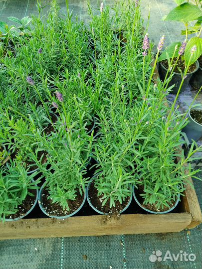 Лаванда Южанка