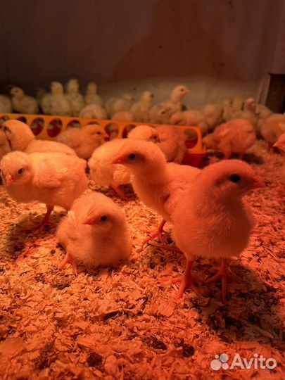 Цыплята бройлеры