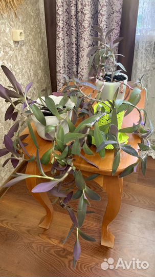 Традесканции