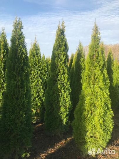 Туя смарагд