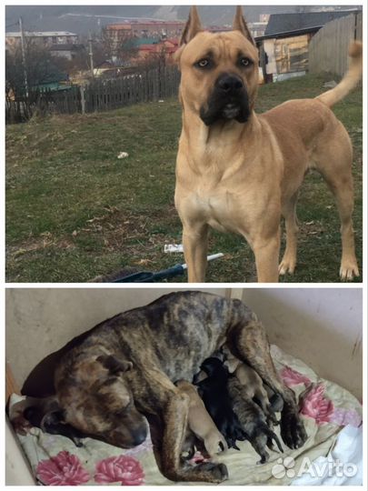 Щенки алано эспаньол