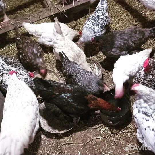 Куры молодки несушки