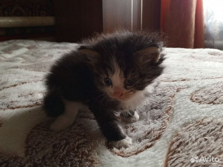 Котята в добрые руки бесплатно