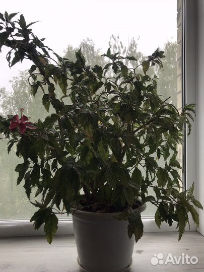 Гибискус китайская роза