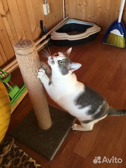 Кошечка в добрые руки