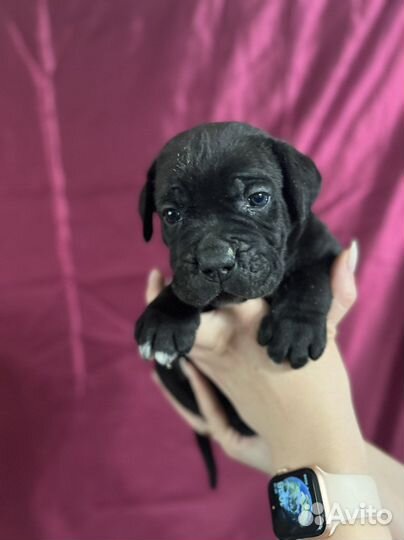 Щенки кане корсо