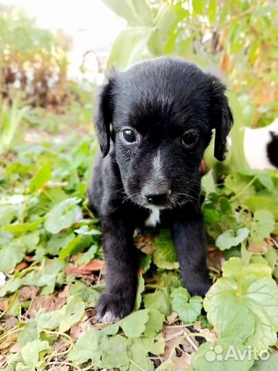 Маленькие собачки