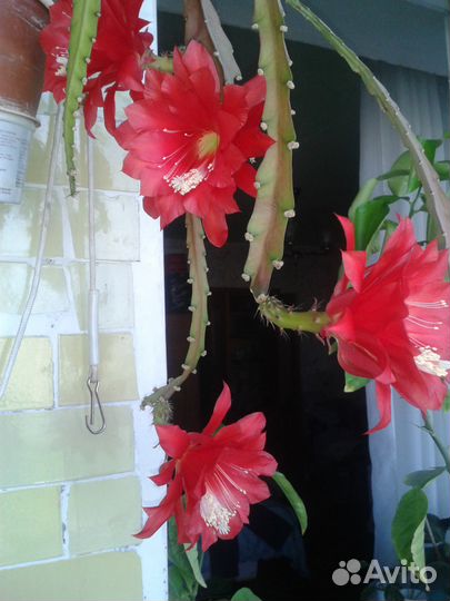 Папоротник.Эпифиллум. колеус. розы