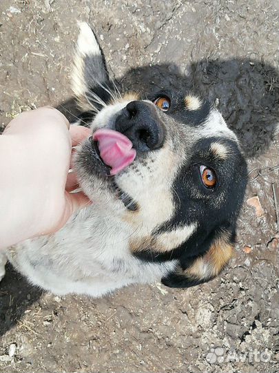 Трехлапая Дана ищет дом