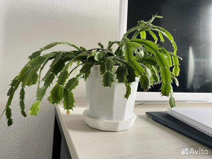 Домашний комнатный цветок растение Декабрист