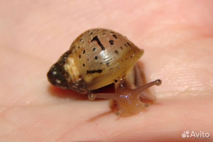 Улитки ахатины