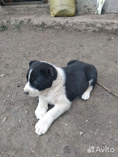 Собаки щенки алабаи