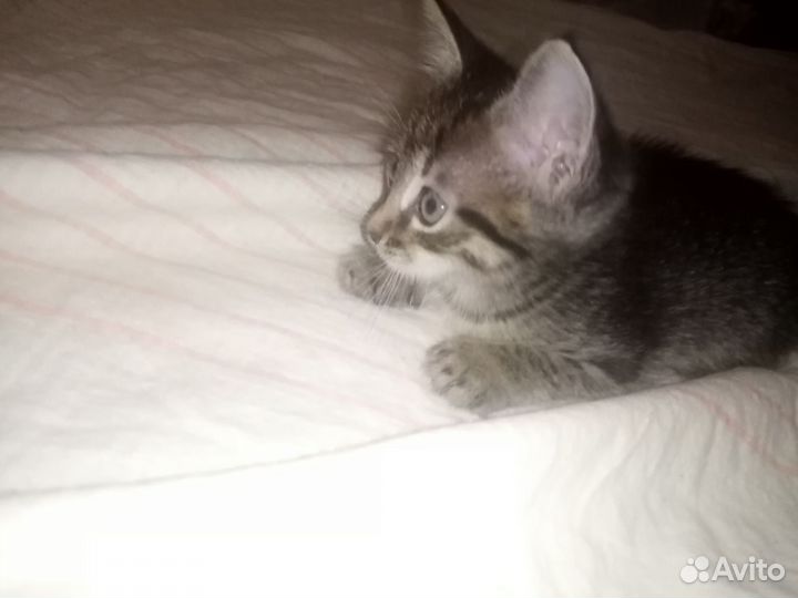 Котята отдам даром