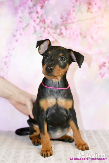 Щенки цвергпинчера