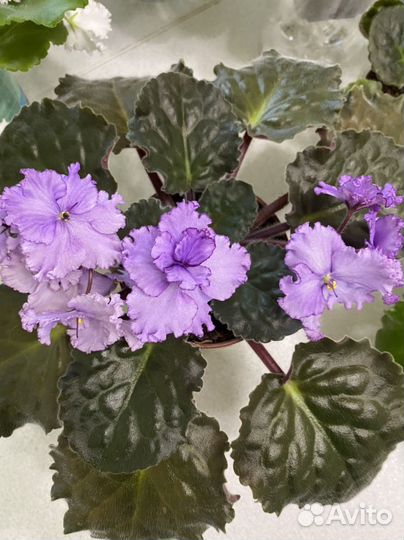 Цветы фиалки