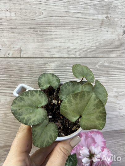 Цикламен purpurascens(пурпурный)