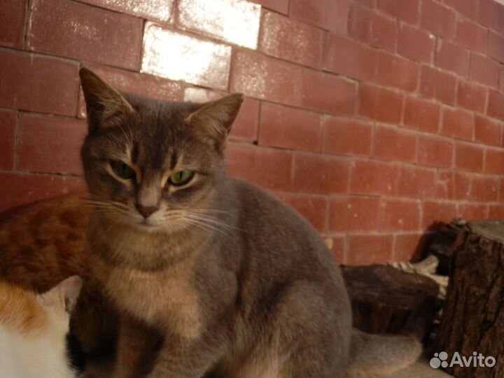 Отдам в добрые руки русскую голубую