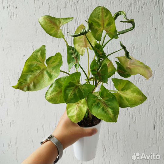 Сингониум Тиффани