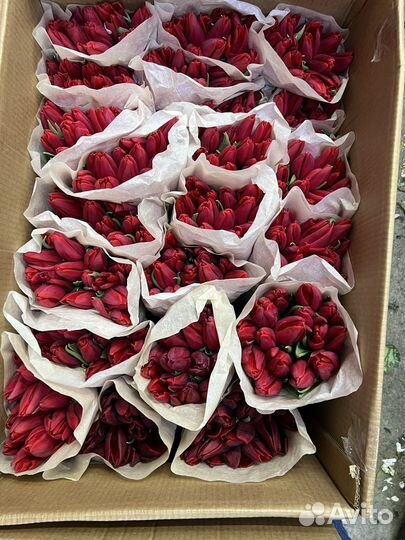 Тюльпаны к 8 марта оптом