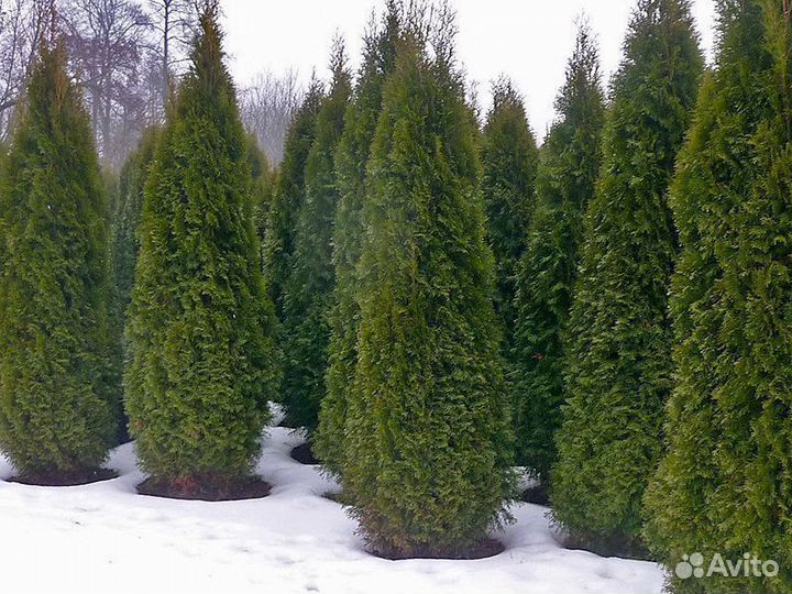 Туя Смарагд р9