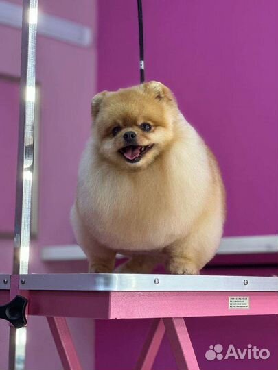 Стрижка собак и кошек. грумер. груминг