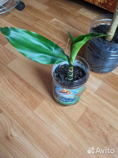 Драцена Массанжеана