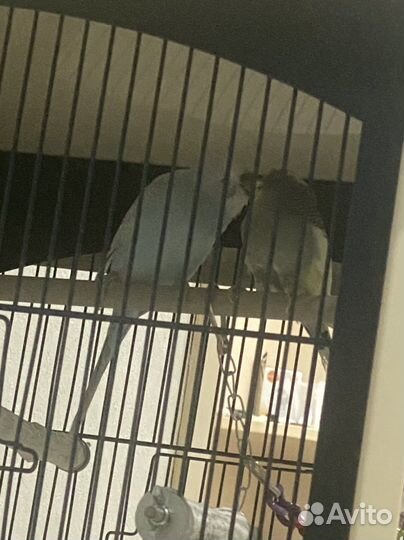 Сладкая парочка с клеткой