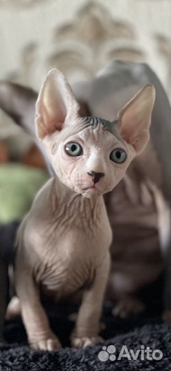 Канадский сфинкс котенок