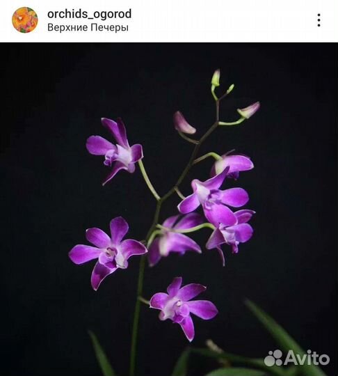 Детки дендробиумов, каттлея