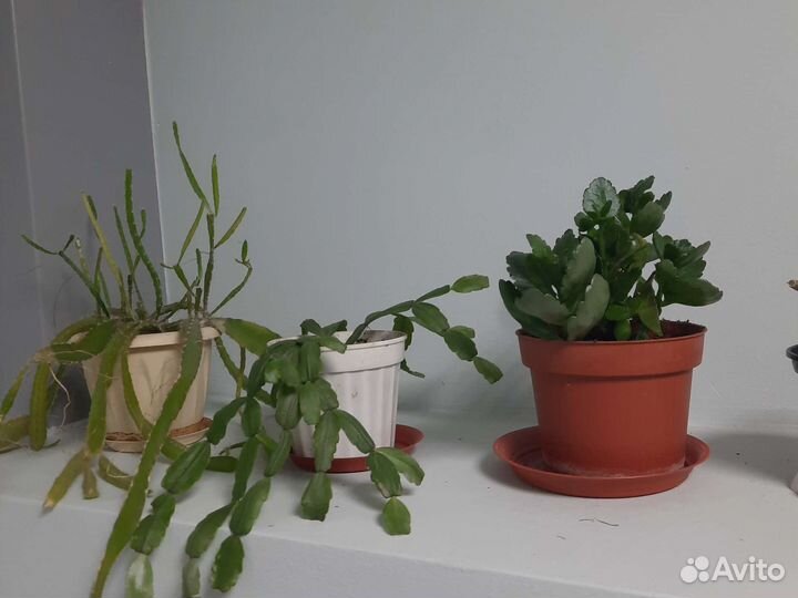 Комнатные цветы