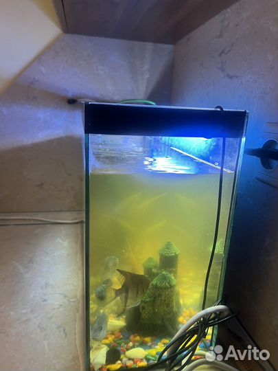 Аквариум