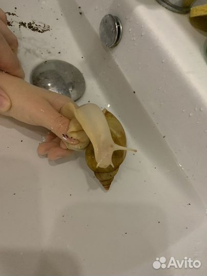 Улитки ахатины бесплатно