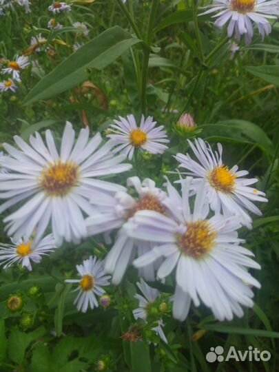 Астра альпийская