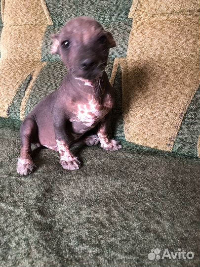 Китайская хохлатая