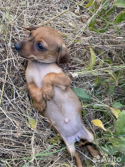 Щенок помесь таксы