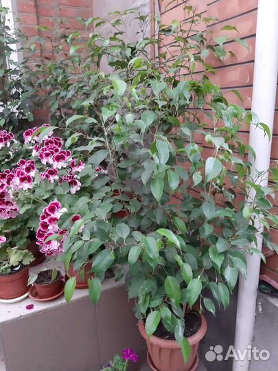 Фикус бенджамина большой