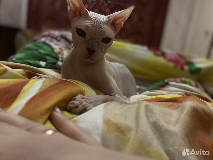 Донской сфинкс вязка